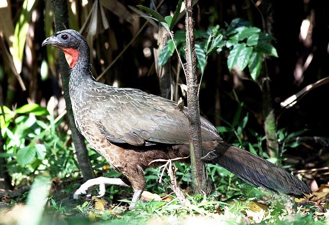 guan