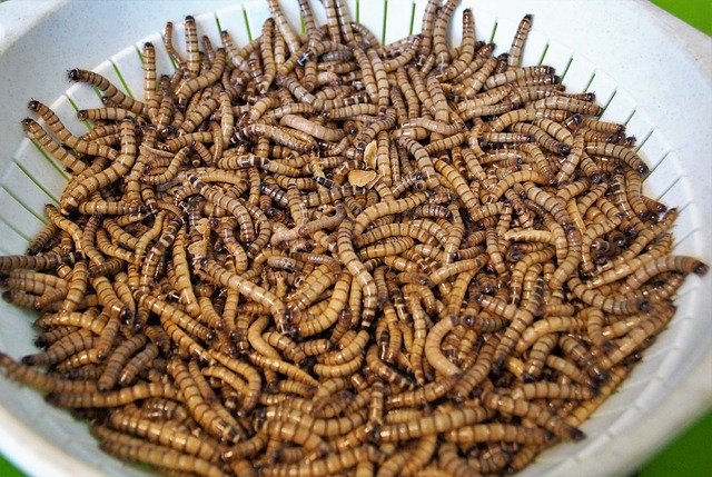 mouční červi